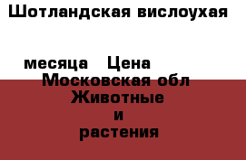 Шотландская вислоухая 4 месяца › Цена ­ 4 500 - Московская обл. Животные и растения » Кошки   